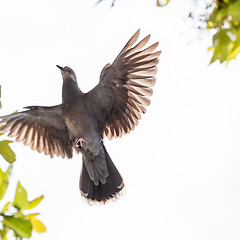 Image showing A pigeon in mid flight