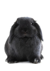 Image showing Bunny rabbit