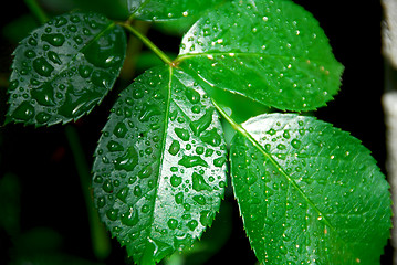 Image showing Wet green leaf