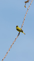 Image showing A yellow Robin on a tree