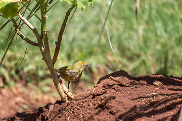 Image showing Yellow robin