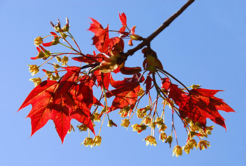 Image showing Maple branch