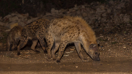 Image showing Spotted wild hyenas