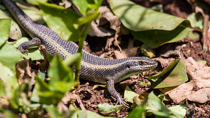Image showing Lizard hiding in the garden
