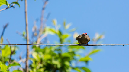 Image showing Bird on a wire