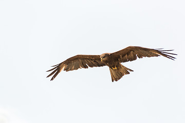 Image showing Amora in flight