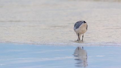 Image showing Seagull at the beach