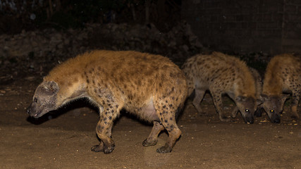 Image showing Spotted wild hyenas