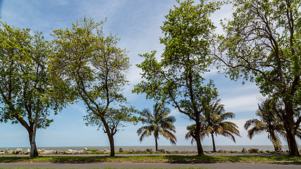 Image showing Trees by the shores of Maputo Bay