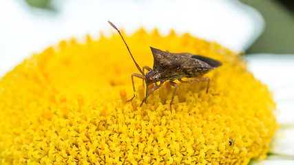 Image showing Insect sucking  the nectar of a flower