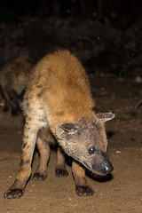 Image showing Spotted wild hyena