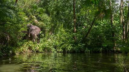 Image showing Elephant in the jungle