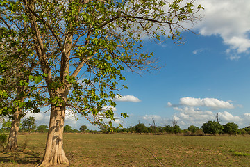 Image showing Trees in the meadow