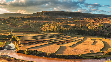 Image showing Malagasy rice fields