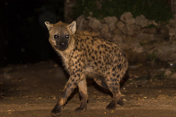 Image showing Spotted wild hyena