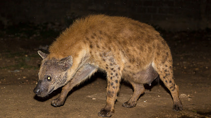 Image showing pregnant wild hyena