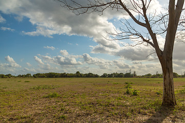 Image showing Tree in the meadow