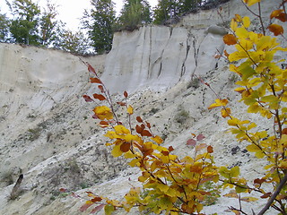 Image showing leafs-autumn