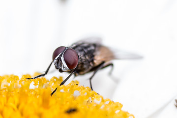 Image showing House fly sucking  the nectar of a flower