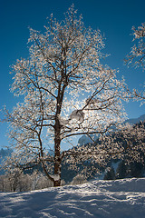 Image showing Trees in the Snow