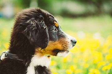 Image showing Bernese Mountain Dog (Berner Sennenhund) Puppy