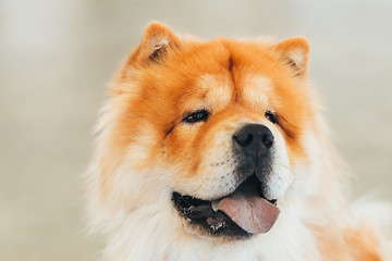 Image showing Brown Chines chow chow dog 