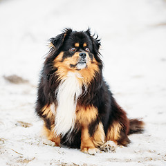 Image showing Black And Brown Colors Pekingese Pekinese Peke Dog