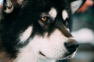 Image showing Alaskan Malamute Dog Close Up Portrait