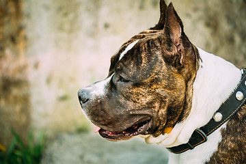 Image showing American Staffordshire Terrier Outdoor