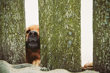 Image showing Angry Dog Look At Outside From Fence