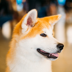 Image showing Akita Dog (Akita Inu, Japanese Akita) close up portrait