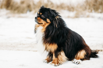 Image showing Black And Brown Colors Pekingese Pekinese Peke Dog