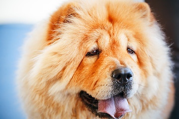 Image showing Brown Chines chow chow dog 