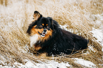 Image showing Black And Brown Colors Pekingese Pekinese Peke Dog