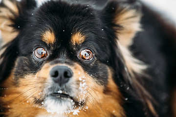 Image showing Black And Brown Colors Pekingese Pekinese Peke Dog