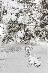 Image showing Pine branch under the fluffy snow.