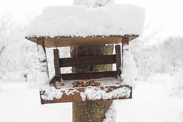 Image showing Hazelnuts in a manger for squirrels.