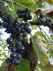 Image showing bunch of grapes