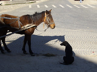 Image showing hacky  near dog