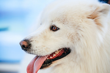 Image showing White Samoyed dog