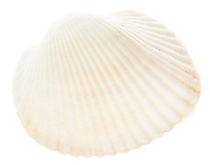 Image showing Sea cockleshell isolated on white background