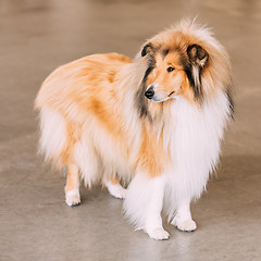 Image showing Red Rough Collie Dog