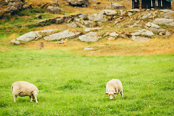 Image showing Sheeps On Pasture. Norway Landscape