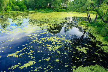 Image showing Wild Bog Swamp.