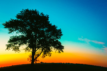 Image showing Silhouette Of Old Tree In Sunset Colors