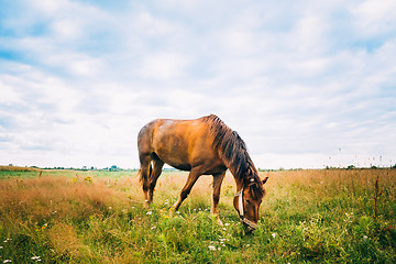 Image showing Horse On Green Grass 