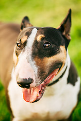 Image showing Close Pets Bull Terrier Dog Portrait At Green Grass