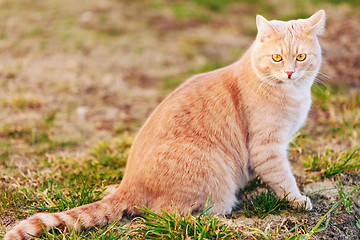 Image showing Red cat sitting on green spring grass