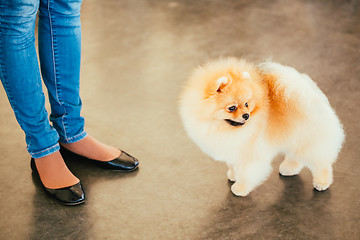 Image showing Pomeranian Puppy Spitz Dog On Floor