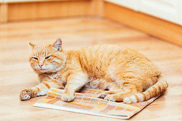 Image showing Peaceful Orange Red Tabby Cat Male Kitten Sleeping In His Bed On